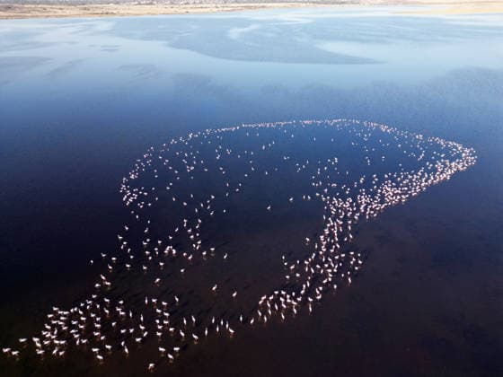 Egypt s Qarun Lake hosts migrating flamingos FAIYUM, EGYPT - DECEMBER 06: Flamingos migrating to warmer regions as the weather cools are seen in the Qarun Lake on December 06, 2025 in Faiyum, Egypt. The lake, which is one of the important stopping points for migratory birds, is hosting flamingos this year as it does every year. Fareed Kotb Anadolu Faiyum Egypt. Editorial use only. Please get in touch for any other usage.  Copyright: x2025xAnadoluxFareedxKotbx