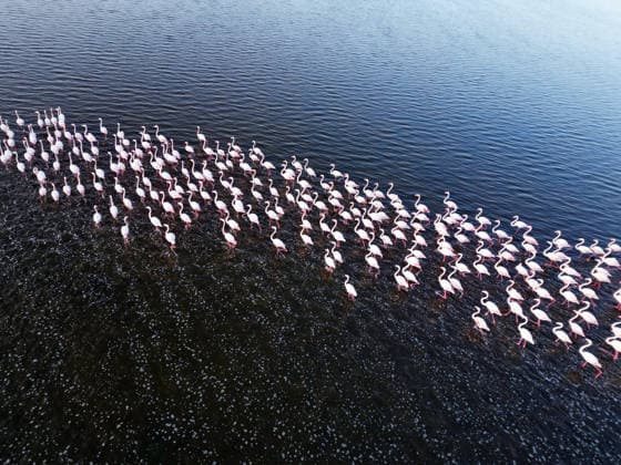 Egypt s Qarun Lake hosts migrating flamingos FAIYUM, EGYPT - DECEMBER 06: Flamingos migrating to warmer regions as the weather cools are seen in the Qarun Lake on December 06, 2025 in Faiyum, Egypt. The lake, which is one of the important stopping points for migratory birds, is hosting flamingos this year as it does every year. Fareed Kotb Anadolu Faiyum Egypt. Editorial use only. Please get in touch for any other usage.  Copyright: x2025xAnadoluxFareedxKotbx
