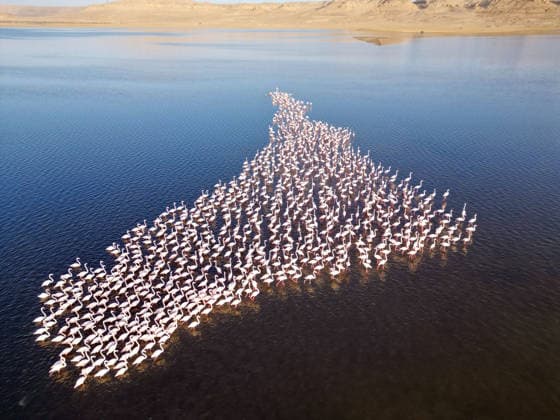 Egypt s Qarun Lake hosts migrating flamingos FAIYUM, EGYPT - DECEMBER 06: Flamingos migrating to warmer regions as the weather cools are seen in the Qarun Lake on December 06, 2025 in Faiyum, Egypt. The lake, which is one of the important stopping points for migratory birds, is hosting flamingos this year as it does every year. Fareed Kotb Anadolu Faiyum Egypt. Editorial use only. Please get in touch for any other usage.  Copyright: x2025xAnadoluxFareedxKotbx