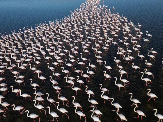 Egypt s Qarun Lake hosts migrating flamingos FAIYUM, EGYPT - DECEMBER 06: Flamingos migrating to warmer regions as the weather cools are seen in the Qarun Lake on December 06, 2025 in Faiyum, Egypt. The lake, which is one of the important stopping points for migratory birds, is hosting flamingos this year as it does every year. Fareed Kotb Anadolu Faiyum Egypt. Editorial use only. Please get in touch for any other usage.  Copyright: x2025xAnadoluxFareedxKotbx