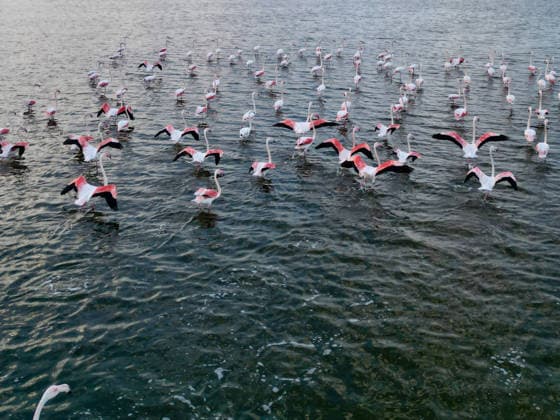 Egypt s Qarun Lake hosts migrating flamingos FAIYUM, EGYPT - DECEMBER 06: Flamingos migrating to warmer regions as the weather cools are seen in the Qarun Lake on December 06, 2025 in Faiyum, Egypt. The lake, which is one of the important stopping points for migratory birds, is hosting flamingos this year as it does every year. Fareed Kotb Anadolu Faiyum Egypt. Editorial use only. Please get in touch for any other usage.  Copyright: x2025xAnadoluxFareedxKotbx