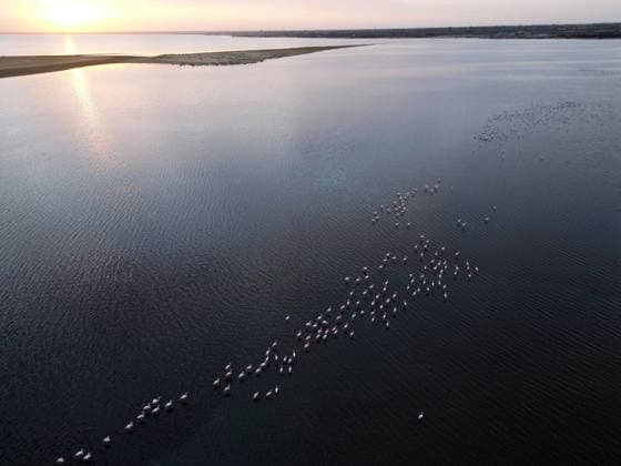 Egypt s Qarun Lake hosts migrating flamingos FAIYUM, EGYPT - DECEMBER 06: Flamingos migrating to warmer regions as the weather cools are seen in the Qarun Lake on December 06, 2025 in Faiyum, Egypt. The lake, which is one of the important stopping points for migratory birds, is hosting flamingos this year as it does every year. Fareed Kotb Anadolu Faiyum Egypt. Editorial use only. Please get in touch for any other usage.  Copyright: x2025xAnadoluxFareedxKotbx