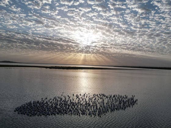 Egypt s Qarun Lake hosts migrating flamingos FAIYUM, EGYPT - DECEMBER 06: Flamingos migrating to warmer regions as the weather cools are seen in the Qarun Lake on December 06, 2025 in Faiyum, Egypt. The lake, which is one of the important stopping points for migratory birds, is hosting flamingos this year as it does every year. Fareed Kotb Anadolu Faiyum Egypt. Editorial use only. Please get in touch for any other usage.  Copyright: x2025xAnadoluxFareedxKotbx