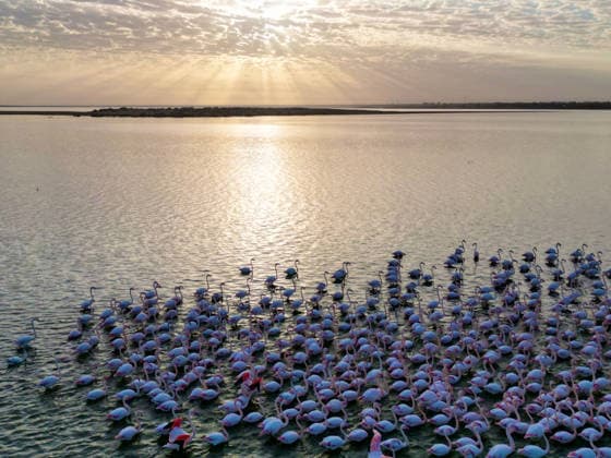 Egypt s Qarun Lake hosts migrating flamingos FAIYUM, EGYPT - DECEMBER 06: Flamingos migrating to warmer regions as the weather cools are seen in the Qarun Lake on December 06, 2025 in Faiyum, Egypt. The lake, which is one of the important stopping points for migratory birds, is hosting flamingos this year as it does every year. Fareed Kotb Anadolu Faiyum Egypt. Editorial use only. Please get in touch for any other usage.  Copyright: x2025xAnadoluxFareedxKotbx