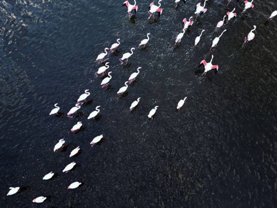 Egypt s Qarun Lake hosts migrating flamingos FAIYUM, EGYPT - DECEMBER 06: Flamingos migrating to warmer regions as the weather cools are seen in the Qarun Lake on December 06, 2025 in Faiyum, Egypt. The lake, which is one of the important stopping points for migratory birds, is hosting flamingos this year as it does every year. Fareed Kotb Anadolu Faiyum Egypt. Editorial use only. Please get in touch for any other usage.  Copyright: x2025xAnadoluxFareedxKotbx
