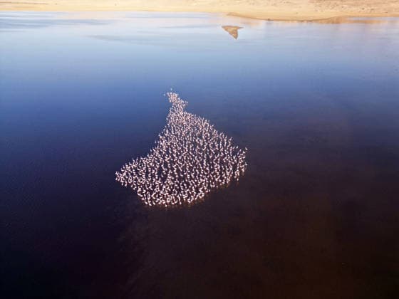 Egypt s Qarun Lake hosts migrating flamingos FAIYUM, EGYPT - DECEMBER 06: Flamingos migrating to warmer regions as the weather cools are seen in the Qarun Lake on December 06, 2025 in Faiyum, Egypt. The lake, which is one of the important stopping points for migratory birds, is hosting flamingos this year as it does every year. Fareed Kotb Anadolu Faiyum Egypt. Editorial use only. Please get in touch for any other usage.  Copyright: x2025xAnadoluxFareedxKotbx