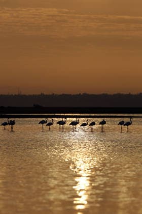 Egypt s Qarun Lake hosts migrating flamingos FAIYUM, EGYPT - DECEMBER 06: Flamingos migrating to warmer regions as the weather cools are seen in the Qarun Lake on December 06, 2025 in Faiyum, Egypt. The lake, which is one of the important stopping points for migratory birds, is hosting flamingos this year as it does every year. Fareed Kotb Anadolu Faiyum Egypt. Editorial use only. Please get in touch for any other usage.  Copyright: x2025xAnadoluxFareedxKotbx