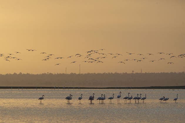 Egypt s Qarun Lake hosts migrating flamingos FAIYUM, EGYPT - DECEMBER 06: Flamingos migrating to warmer regions as the weather cools fly over the Qarun Lake on December 06, 2025 in Faiyum, Egypt. The lake, which is one of the important stopping points for migratory birds, is hosting flamingos this year as it does every year. Fareed Kotb Anadolu Faiyum Egypt. Editorial use only. Please get in touch for any other usage.  Copyright: x2025xAnadoluxFareedxKotbx