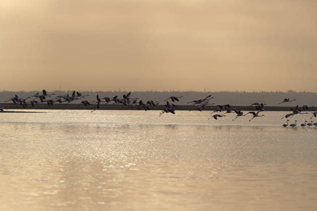 Egypt s Qarun Lake hosts migrating flamingos FAIYUM, EGYPT - DECEMBER 06: Flamingos migrating to warmer regions as the weather cools are seen in the Qarun Lake on December 06, 2025 in Faiyum, Egypt. The lake, which is one of the important stopping points for migratory birds, is hosting flamingos this year as it does every year. Fareed Kotb Anadolu Faiyum Egypt. Editorial use only. Please get in touch for any other usage.  Copyright: x2025xAnadoluxFareedxKotbx