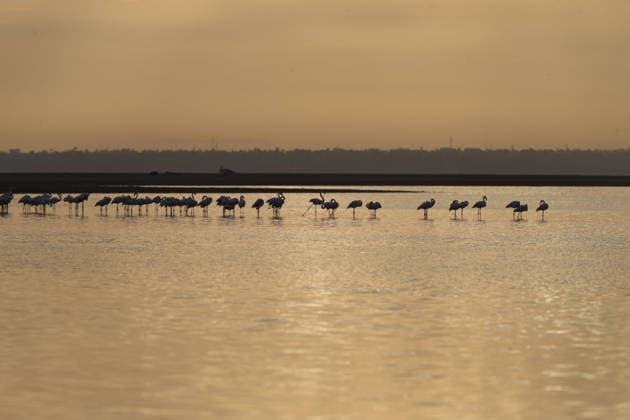 Egypt s Qarun Lake hosts migrating flamingos FAIYUM, EGYPT - DECEMBER 06: Flamingos migrating to warmer regions as the weather cools are seen in the Qarun Lake on December 06, 2025 in Faiyum, Egypt. The lake, which is one of the important stopping points for migratory birds, is hosting flamingos this year as it does every year. Fareed Kotb Anadolu Faiyum Egypt. Editorial use only. Please get in touch for any other usage.  Copyright: x2025xAnadoluxFareedxKotbx