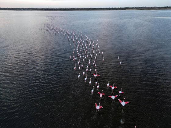(251206) -- FAYOUM, Dec. 6, 2025 -- An aerial drone photo taken on Dec. 6, 2025 shows flamingos at Qarun Lake in Fayoum province, Egypt. Large numbers of flamingos fly to the lake to overwinter. ) EGYPT-FAYOUM-QARUN LAKE-FLAMINGOS AhmedxGomaa 