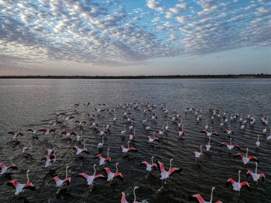 (251206) -- FAYOUM, Dec. 6, 2025 -- A drone photo taken on Dec. 6, 2025 shows flamingos at Qarun Lake in Fayoum province, Egypt. Large numbers of flamingos fly to the lake to overwinter. ) EGYPT-FAYOUM-QARUN LAKE-FLAMINGOS AhmedxGomaa 
