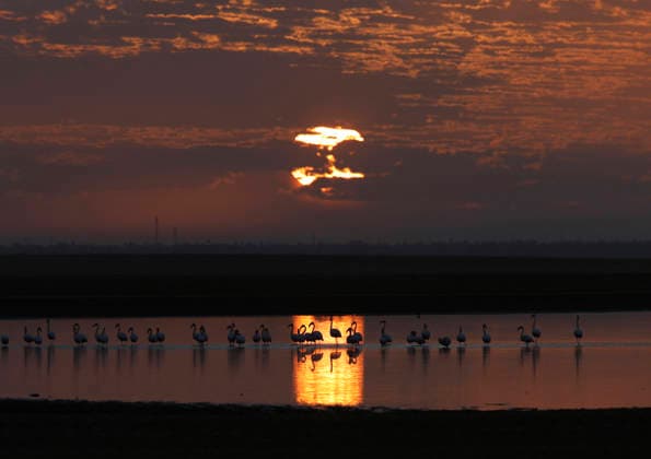 (251206) -- FAYOUM, Dec. 6, 2025 -- This photo taken on Dec. 6, 2025 shows flamingos at sunrise at Qarun Lake in Fayoum province, Egypt. Large numbers of flamingos fly to the lake to overwinter. ) EGYPT-FAYOUM-QARUN LAKE-FLAMINGOS AhmedxGomaa 