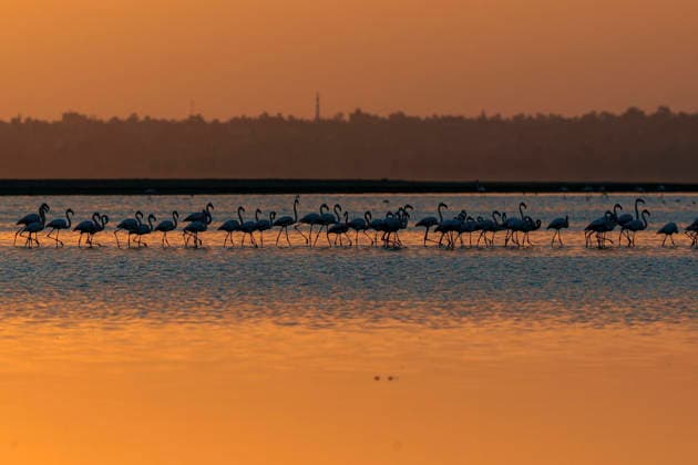 (251206) -- FAYOUM, Dec. 6, 2025 -- This photo taken on Dec. 6, 2025 shows flamingos at sunrise at Qarun Lake in Fayoum province, Egypt. Large numbers of flamingos fly to the lake to overwinter. ) EGYPT-FAYOUM-QARUN LAKE-FLAMINGOS AhmedxGomaa 