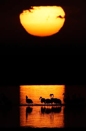 (251206) -- FAYOUM, Dec. 6, 2025 -- This photo taken on Dec. 6, 2025 shows flamingos at sunrise at Qarun Lake in Fayoum province, Egypt. Large numbers of flamingos fly to the lake to overwinter. ) EGYPT-FAYOUM-QARUN LAKE-FLAMINGOS AhmedxGomaa 