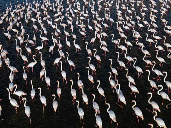 (251206) -- FAYOUM, Dec. 6, 2025 -- A drone photo taken on Dec. 6, 2025 shows flamingos at Qarun Lake in Fayoum province, Egypt. Large numbers of flamingos fly to the lake to overwinter. ) EGYPT-FAYOUM-QARUN LAKE-FLAMINGOS AhmedxGomaa 