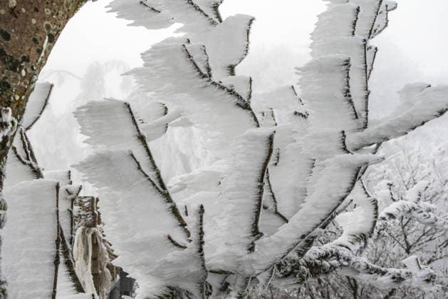 Creative Highlights World Wetterbild Schöllnach, Raureifüberzogene Bäume tauchen im dichten Nebel bei Schöllnach auf. Die Höchstwerte liegen zwischen 1 und 3 Grad. In den Nachmittagsstunden ist in Niederbayern bewölkt, ab und zu lockert es auf und die Sonne zeigt sich kurz. Die Höchstwerte liegen zwischen 1 und 3 Grad. Schöllnach Bayern Deutschland Schöllnach *** Weather picture Schöllnach, Hoarfrost-covered trees appear in the dense fog near Schöllnach The highs are between 1 and 3 degrees In the afternoon hours it is cloudy in Lower Bavaria, from time to time it loosens up and the sun appears briefly The highs are between 1 and 3 degrees Schöllnach Bavaria Germany Schöllnach Copyright: x xonw-imagesx xTobiasxHartlx