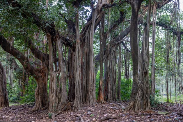 Creative Highlights World Asien; Indien; Rajasthan; Ranthambore: Würgefeigenbäume wachsen im Ranthambore Nationalpark *** Asia India Rajasthan Ranthambore Strangler fig trees grow in Ranthambore National Park
