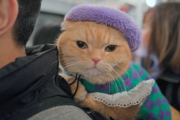 December 7, 2025, New York, New York, USA: For the holiday season the New York Transit Museum and MTA NYC Transit .continue the tradition of Holiday Nostalgia Rides aboard vintage 1930 s, 40s, 50s.train cars. People step back in time, some in period costume, aboard restored .subway cars. This cat in a hat was taking a vintage ride. New York USA - ZUMAh156 20251207_znp_h156_012 Copyright: xMiloxHessx