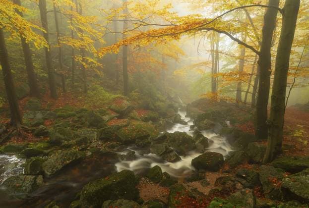 Ein nebliger Herbstwald mit einem fließenden Bach und leuchtend orangefarbenen Blättern, die an einem Regentag im Isergebirge, Hejnice, Tschechien, für eine ruhige Atmosphäre sorgen A misty autumn forest with a flowing stream and bright orange leaves that create a calm atmosphere on a rainy day in the Jizera Mountains, Hejnice, Czech republic Copyright: imageBROKER AnselmxZiegler ibxzie15739741.jpg