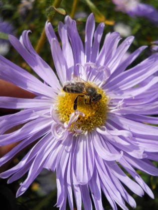 Creative Highlights World macro image of a bee collecting pollen on a purple flower Rohizky, Chernihiv Oblast, Ukraine R_QSZL251207-1906056-01