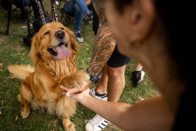 Golden Retrievers and owners gather for a world record in Buenos Aires BUENOS AIRES, ARGENTINA - DECEMBER 8: Hundreds of owners and their Golden Retrievers gather in an attempt to break the world record for the largest meeting of Goldens, in the Bosques de Palermo, in Buenos Aires, Argentina, on December 8, 2025. The event, organized by influencer Fausto Duperre, brought together more than 1,800 dogs along with their families, breeders, and fans of the breed. To date, the world record was held by Vancouver, Canada, with 1,685 dogs. Cristina Sille Anadolu Buenos Aires Argentina. Editorial use only. Please get in touch for any other usage. Copyright: x2025xAnadoluxCristinaxSillex