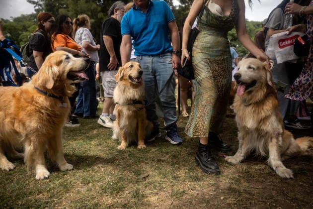 Golden Retrievers and owners gather for a world record in Buenos Aires BUENOS AIRES, ARGENTINA - DECEMBER 8: Hundreds of owners and their Golden Retrievers gather in an attempt to break the world record for the largest meeting of Goldens, in the Bosques de Palermo, in Buenos Aires, Argentina, on December 8, 2025. The event, organized by influencer Fausto Duperre, brought together more than 1,800 dogs along with their families, breeders, and fans of the breed. To date, the world record was held by Vancouver, Canada, with 1,685 dogs. Cristina Sille Anadolu Buenos Aires Argentina. Editorial use only. Please get in touch for any other usage. Copyright: x2025xAnadoluxCristinaxSillex