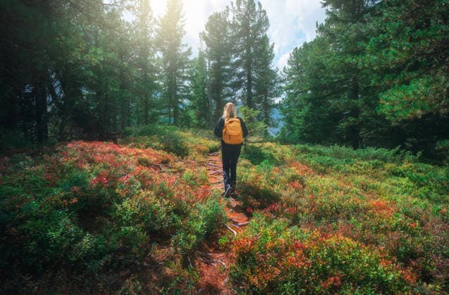 Young woman with yellow backpack hiking on a forest path at sunset in Dolomites, Italy. Girl in mountain forest with green trees and red flowers, sunlight in autumn. Outdoor adventure, alpine travel Model Released DenisBilytskyi_ID32175_1095388_005 Copyright: xx