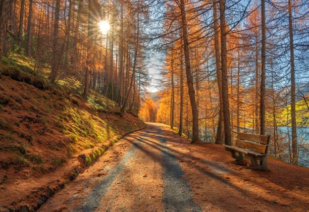 Mountain road in red leaves in colorful forest at sunset in golden autumn. Livigno, Italy. Beautiful rural road, bench, orange trees in alpine mountains in fall. Trail in park. Nature Model Released DenisBilytskyi_ID32327_1102280_012 Copyright: xx
