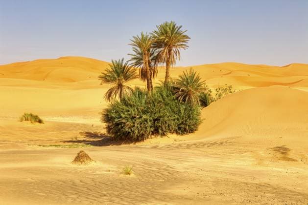 Eine grüne Oase voller Palmen inmitten der sandigen Dünenlandschaft der Wüste, Sahara, Merzouga in Marokko A green oasis full of palm trees in the middle of the sandy dune landscape of the desert, Sahara, Merzouga in Morocco Copyright: imageBROKER NorbertxAchtelik ibxnac15840439.jpg