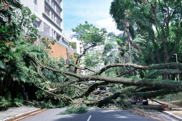 SaO PAULO, SP - 10.12.2025: VENTARIA DERRUBA ARVORE NA VILA MARIANA SP - Strong wind knocks down a tree in the Vila Mariana neighborhood, this Wednesday (10), in Sao Paulo. x2857185x  VincentxBosson
