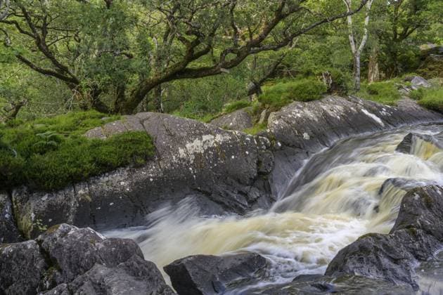 Bach im Killarney Nationalpark, Muckross, Kerry, Irland Stream in Killarney National Park, Muckross, Kerry, Ireland Copyright: imageBROKER ChristianxHandl ibxhan15865011.jpg