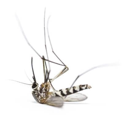 Nahaufnahme Aedes albopictus tot (Stegomyia albopicta), auch bekannt als (asiatische) Tigermücke oder Waldmücke vor weißem Hintergrund Close up Aedes albopictus dead (Stegomyia albopicta), also known as (Asian) tiger mosquito or forest mosquito isolated on white background Copyright: imageBROKER YongkietxJitwattanat ibxiqx15288710.jpg