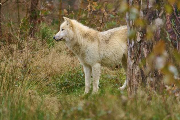 Ein beige-grauer Wolf schaut zur Seite in einem natürlichen, herbstlichen Waldbereich, Arktischer Wolf (Canis lupus arctos), Deutschland A beige-grey wolf looks to the side in a natural, autumnal forest area, Arctic wolf (Canis lupus arctos), Germany Copyright: imageBROKER RaimundxLinke ibxrde15858983.jpg