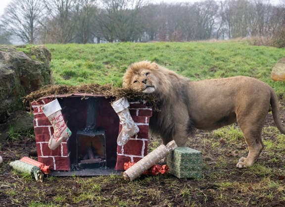 Animals enjoy festive treats at Whipsnade Zoo Malik, a North African lion, investigates gift wrapped food in stockings at Whipsnade Zoo, hung on a fireplace made by students from University Centre Peterborough Picture date: Thursday December 11, 2025., Credit:Anthony Devlin Avalon UK  Copyright: xAnthonyxDevlinx xAvalonx 1058512094