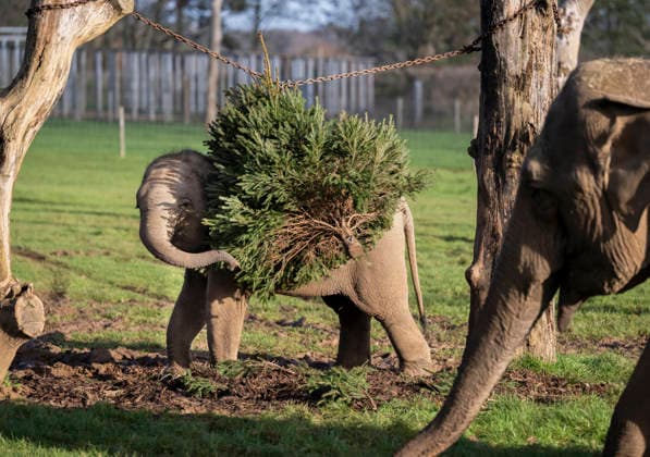 Animals enjoy festive treats at Whipsnade Zoo Asian elephant calf Nang Phaya eats treats hidden in a Christmas tree at Whipsnade Zoo Picture date: Thursday December 11, 2025., Credit:Anthony Devlin Avalon UK  Copyright: xAnthonyxDevlinx xAvalonx 1058512264