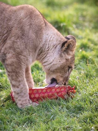 Animals enjoy festive treats at Whipsnade Zoo A North African lion cub licks a Pheasant oil scented Christmas cracker at Whipsnade Zoo. Picture date: Thursday December 11, 2025., Credit:Anthony Devlin Avalon UK  Copyright: xAnthonyxDevlinx xAvalonx 1058512300