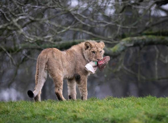 Animals enjoy festive treats at Whipsnade Zoo A North African lion cub with a Pheasant oil scented stocking at Whipsnade Zoo. Picture date: Thursday December 11, 2025., Credit:Anthony Devlin Avalon UK  Copyright: xAnthonyxDevlinx xAvalonx 1058512335