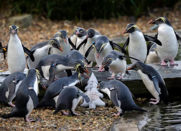 Entertainment Bilder des Tages Animals enjoy festive treats at Whipsnade Zoo Rockhopper penguins enjoy Christmas treat as they receive frozen fish at Whipsnade Zoo Picture date: Thursday December 11, 2025., Credit:Anthony Devlin Avalon UK  Copyright: xAnthonyxDevlinx xAvalonx 1058512354