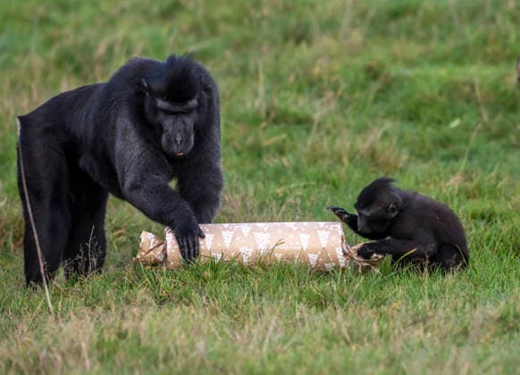 Animals enjoy festive treats at Whipsnade Zoo Sulawesi crested macaques inspect Christmas crackers containing food at Whipsnade Zoo Picture date: Thursday December 11, 2025., Credit:Anthony Devlin Avalon UK  Copyright: xAnthonyxDevlinx xAvalonx 1058512407