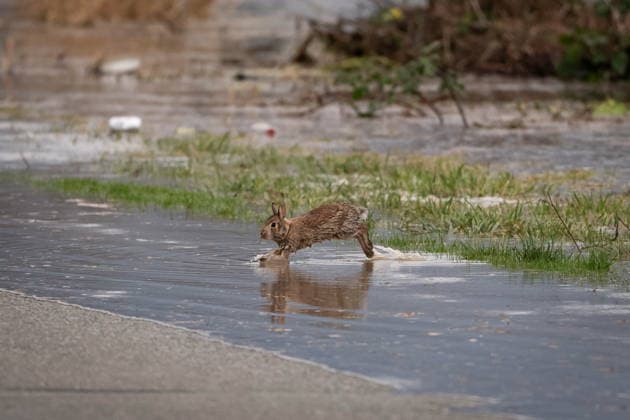 December 11, 2025, Vancouver, Bc, CANADA: A rabbit emerges from a flooded field in Abbotsford B.C., on Thursday, December 11, 2025. Vancouver CANADA  - ZUMAc35_ 20251211_zaf_c35_148 Copyright: xEthanxCairnsx