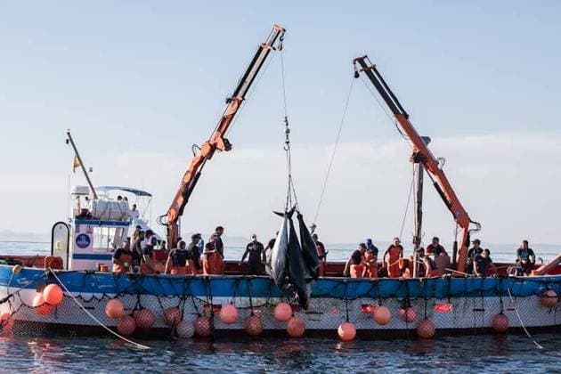 2025 in IMAGES FILE PHOTO Several fishermen during the levantá of tuna in the vicinity of Barbate, on May 27, 2025, in Barbate, Cadiz, Andalusia Spain The levantá of Barbate is the culminating and most spectacular moment of the traditional fishing of bluefin tuna in the almadraba (tuna trap), It consists of slowly raising the cod-end net, where the tuna have been trapped during their migration to the Mediterranean, The large fish emerge to the surface between flapping and foam, while the fishermen select and capture the largest specimens. Nowadays, the technique has evolved, the divers sacrifice the tuna one by one with special poles, and the final lifting is done with cranes, although the ritual and collective character of the process is  Copyright: xJuanmaxJimÃ nezx 7165954