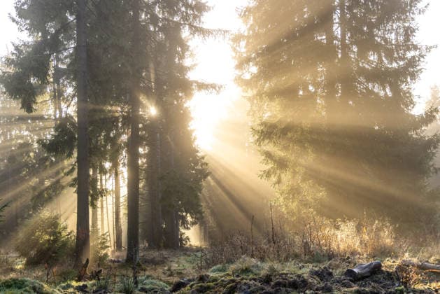 Nebelstrahlen im Wald Nebelstrahlen sind im Wald am Kleinen Feldberg im Taunus zu sehen. Diese entstehen, wenn die Sonne am Oberrand der Nebelgrenze durch den Nebel scheint., Glashütten Hessen Deutschland *** Fog rays in the forest Fog rays can be seen in the forest on the Kleiner Feldberg in the Taunus These are created when the sun shines through the fog at the upper edge of the fog line , Glashütten Hessen Germany