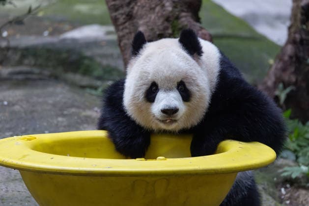 China Chongqing Zoo Giant Panda Giant Panda Yu Ai playing in Chongqing Zoo, China on December 13, 2025. Chongqing Chongqing China  Copyright: xCFOTOx i1765655703065