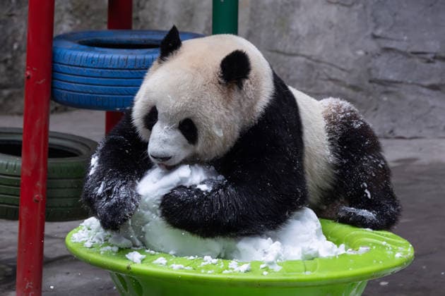 China Chongqing Zoo Giant Panda Giant Panda Yu Ke Playing in Snow in Chongqing Zoo, China on December 13, 2025. Chongqing Chongqing China  Copyright: xCFOTOx i1765655704163