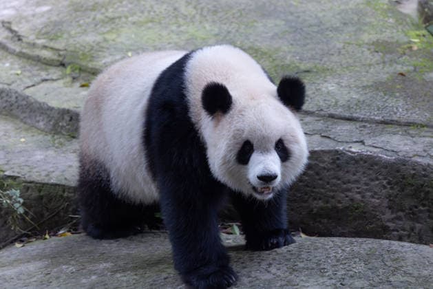 China Chongqing Zoo Giant Panda Giant Panda Yu Ai Playing in Snow in Chongqing Zoo, China on December 13, 2025. Chongqing Chongqing China  Copyright: xCFOTOx i1765655705014