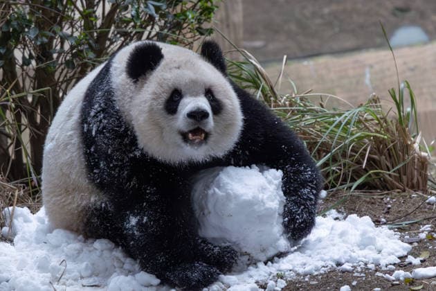 China Chongqing Zoo Giant Panda Giant Panda Yu Ai Playing with Snow in Chongqing Zoo, China on December 13, 2025. Chongqing Chongqing China  Copyright: xCFOTOx i1765655706313
