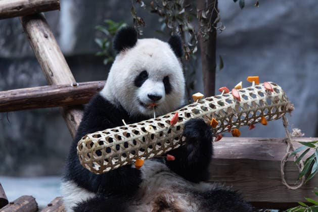 China Chongqing Zoo Giant Panda Giant panda Yu Ai eating fruits in Chongqing Zoo, China on December 13, 2025. Chongqing Chongqing China  Copyright: xCFOTOx i1765655708194