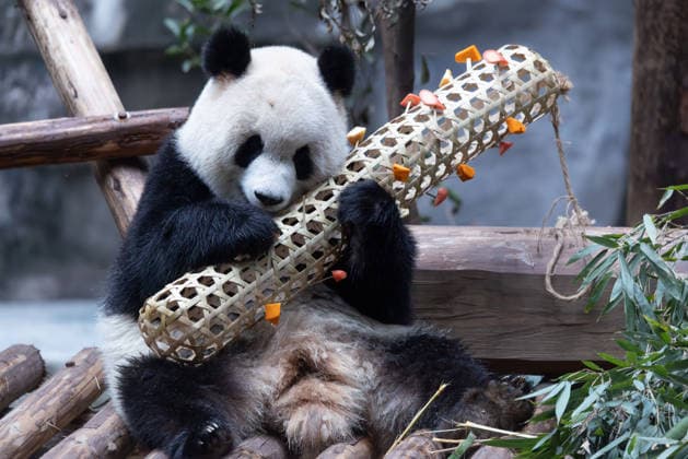 China Chongqing Zoo Giant Panda Giant panda Yu Ai eating fruits in Chongqing Zoo, China on December 13, 2025. Chongqing Chongqing China  Copyright: xCFOTOx i1765655708638