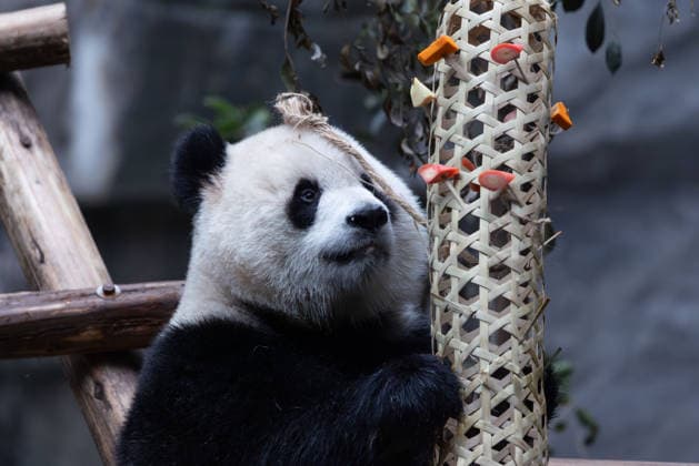 China Chongqing Zoo Giant Panda Giant panda Yu Ai eating fruits in Chongqing Zoo, China on December 13, 2025. Chongqing Chongqing China  Copyright: xCFOTOx i1765655709099